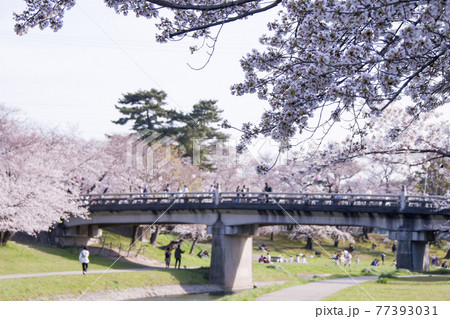 岡崎公園桜まつり(2021年度) 伊賀川河川敷から竹千代橋を望む 岡崎公園桜まつり(2021年度) 伊賀川河川敷から竹千代橋を望む 77393031