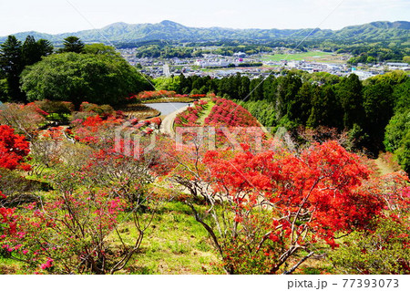 茨城 つつじ咲く笠間つつじ公園 茨城 つつじ咲く笠間つつじ公園 77393073