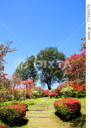茨城 つつじ咲く笠間つつじ公園 茨城 つつじ咲く笠間つつじ公園 77393079
