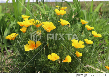 春の公園に咲くカリフォルニアポピーの黄色い花 77393081