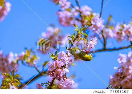 河津桜とメジロ 河津桜とメジロ 77393167