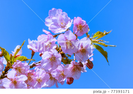 朝陽を浴びて咲く河津桜 愛知県南知多町 朝陽を浴びて咲く河津桜 愛知県南知多町 77393171