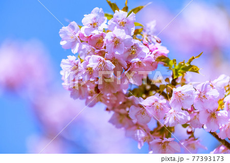 朝陽を浴びて咲く河津桜　愛知県南知多町 77393173