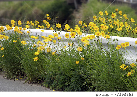 たくましく伸びる鮮やかな黄色のオオキンケイギク たくましく伸びる鮮やかな黄色のオオキンケイギク 77393263