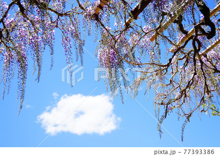 茨城　笠間稲荷神社の藤棚 77393386