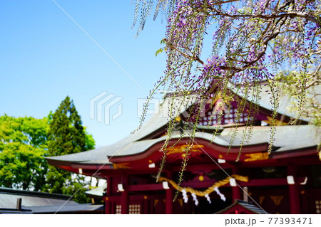茨城 笠間稲荷神社と藤の花 茨城 笠間稲荷神社と藤の花 77393471