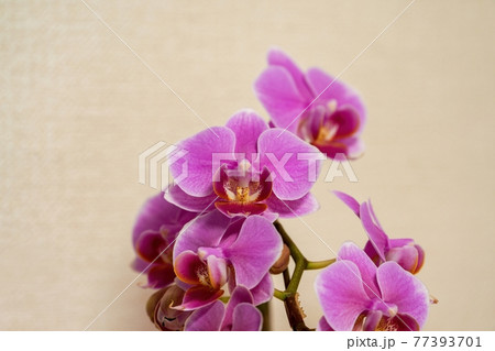 ひっそり咲くちょうど見頃のピンクの胡蝶蘭 77393701