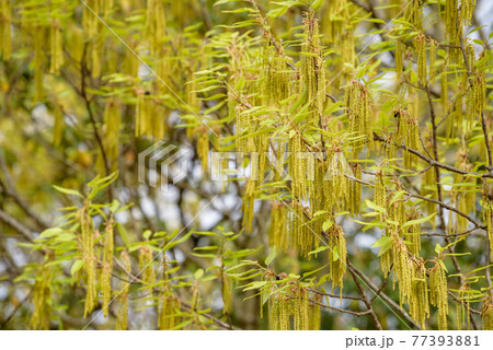 クヌギの花と若葉 ドングリの木 の写真素材