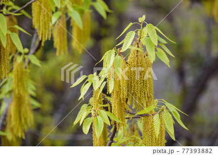 クヌギの花と若葉 ドングリの木 の写真素材