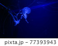 漂うクラゲ 漂うクラゲ 77393943