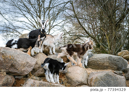 Herd of goats in the grassland. Goats eating grass and climbing rocks on a pasture in farm. Goat kids, yeanlings. Selective focus Herd of goats in the grassland. Goats eating grass and climbing rocks on a pasture in farm. Goat kids, yeanlings. Selective focus 77394329