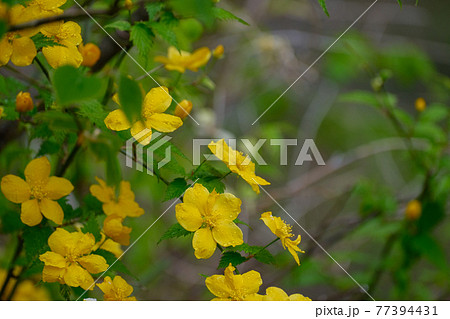 ヤマブキの黄色い花 群馬県 赤城山 5月上旬の雨の日の写真素材