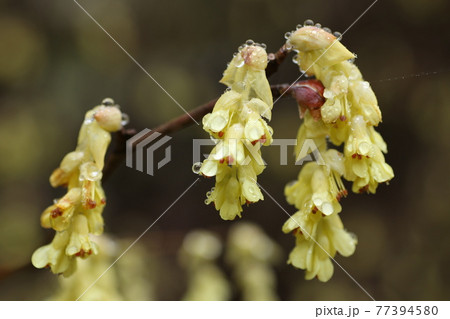 とさみずきの花と水滴の写真素材