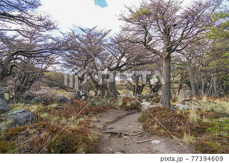 エルチャルテンからフィッツロイへのトレッキングルート 77394609