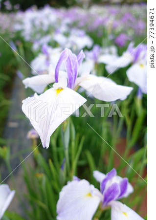 アヤメ　あやめ 77394671