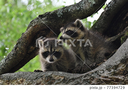 大樹に住み着いたアライグマのきょうだい 77394729