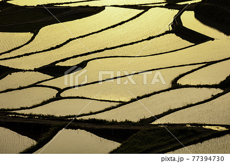 夕暮れの美しい土谷棚田  長崎県松浦市 77394730