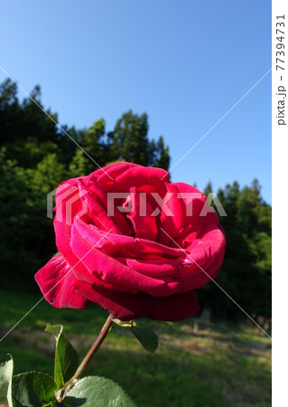 バラ　薔薇　ばら 77394731