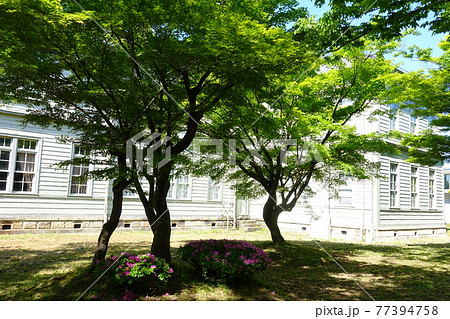 旧米沢高等工業学校本館 山形大学工学部 ケヤキ並木 旧米沢高等工業学校本館 山形大学工学部 ケヤキ並木 77394758