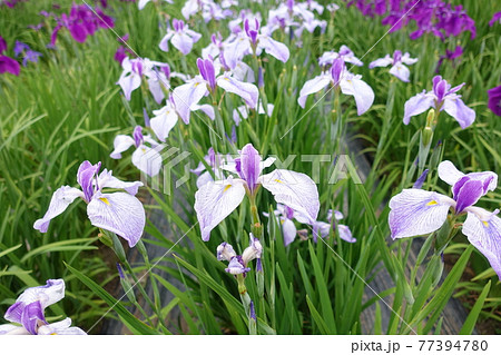 アヤメ あやめ アヤメ あやめ 77394780