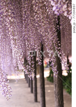 埼玉県 藤の花 埼玉県 藤の花 77394897