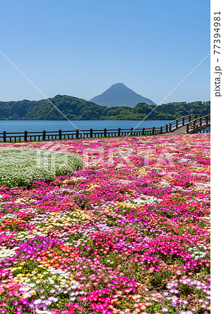 池田湖　鹿児島県指宿市 77394981