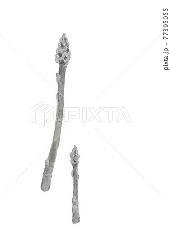 モノトーン 大小2本の畑のグリーンアスパラ【水墨画風水彩画】 白バック コピースペースあり PNG 77395055