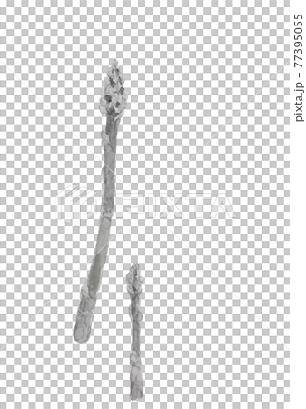 モノトーン 大小2本の畑のグリーンアスパラ【水墨画風水彩画】 白バック コピースペースあり PNG 77395055