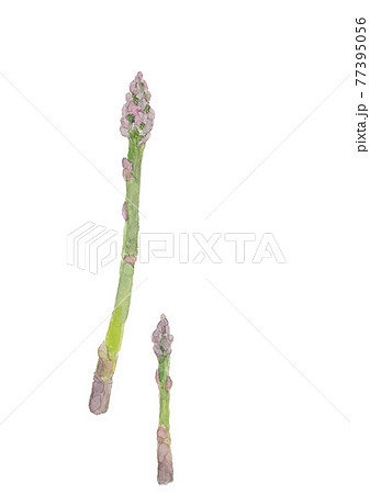大小2本のグリーンアスパラ【水彩画】白バック コピースペースあり PNG 77395056