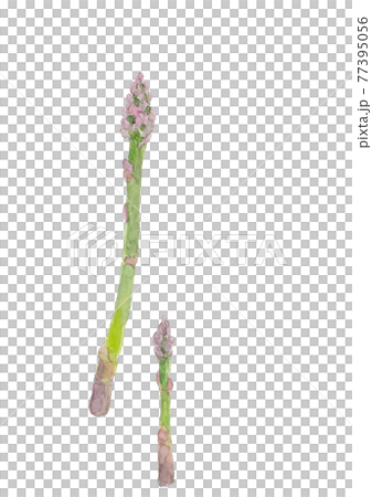 大小2本のグリーンアスパラ【水彩画】白バック コピースペースあり PNG 77395056