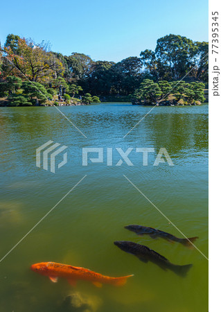 東京散歩、東京都江東区清澄、清澄庭園の鯉と亀、鯉の生態 東京散歩、東京都江東区清澄、清澄庭園の鯉と亀、鯉の生態 77395345