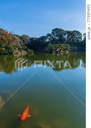 東京散歩、東京都江東区清澄、清澄庭園の鯉と亀、鯉の生態 77395405