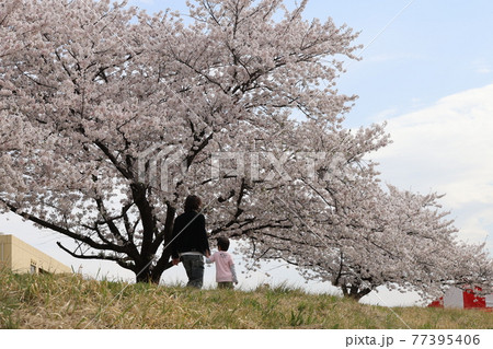埼玉県本庄市児玉の河川敷の桜並木を歩く親子 77395406