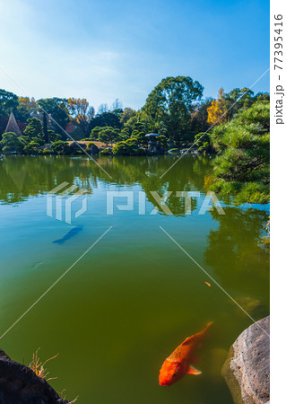 東京散歩、東京都江東区清澄、清澄庭園の鯉と亀、鯉の生態 東京散歩、東京都江東区清澄、清澄庭園の鯉と亀、鯉の生態 77395416