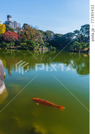 東京散歩、東京都江東区清澄、清澄庭園の鯉と亀、鯉の生態 東京散歩、東京都江東区清澄、清澄庭園の鯉と亀、鯉の生態 77395432
