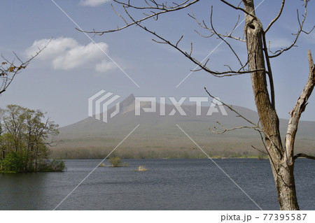 春の北海道七飯町大沼で黄砂にけむる大沼公園を撮影 77395587