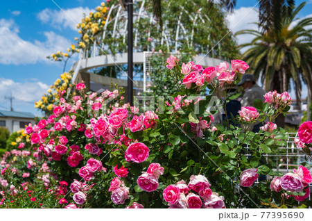 東京足立区 青和ばら公園の薔薇 東京足立区 青和ばら公園の薔薇 77395690
