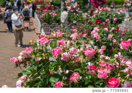 東京足立区　青和ばら公園の薔薇 77395691