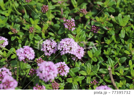 春の公園に咲くイブキジャコウソウの紫色の花 春の公園に咲くイブキジャコウソウの紫色の花 77395732