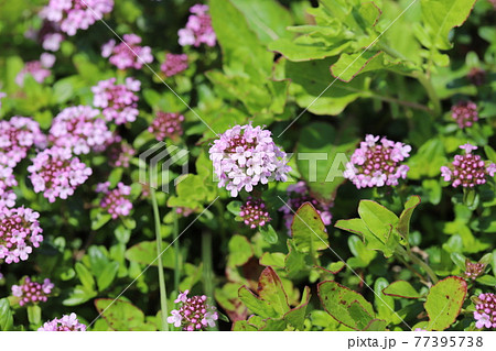 春の公園に咲くイブキジャコウソウの紫色の花 春の公園に咲くイブキジャコウソウの紫色の花 77395738