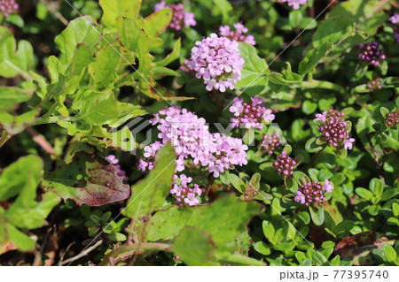 春の公園に咲くイブキジャコウソウの紫色の花 春の公園に咲くイブキジャコウソウの紫色の花 77395740