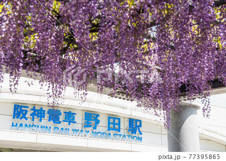 野田藤 野田藤 77395865