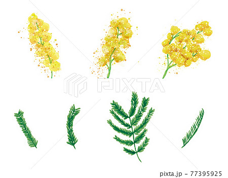 ミモザの花と葉の水彩風手描きイラストパーツセットのイラスト素材
