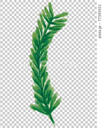 ミモザの葉の水彩風手描きイラスト ミモザの葉の水彩風手描きイラスト 77395931