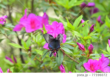 ミヤマカラスアゲハ 躑躅で吸蜜する春型の新鮮な雌 ミヤマカラスアゲハ 躑躅で吸蜜する春型の新鮮な雌 77396072