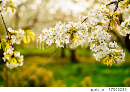 tree branch in cherry orchard in spring. walk among flowering trees. sunset sun 77396236
