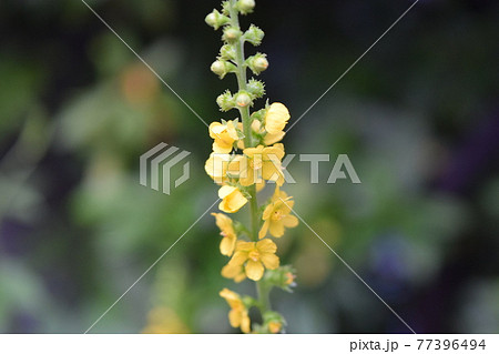 キンミズヒキ 77396494