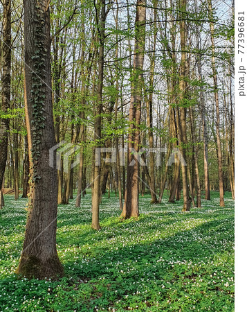 Anemone Nemorosa, anemone flowers in the forest. White spring flowers in the forest. Beautiful white flowers. Forest with anemone, green and white natural copy space Anemone Nemorosa, anemone flowers in the forest. White spring flowers in the forest. Beautiful white flowers. Forest with anemone, green and white natural copy space 77396681