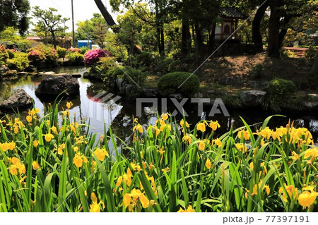 弘法大師・空海開基の寺(池鏡山円鏡寺)・105(岐阜県本巣郡北方町) 弘法大師・空海開基の寺(池鏡山円鏡寺)・105(岐阜県本巣郡北方町) 77397191
