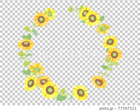 sunflower	 77397521